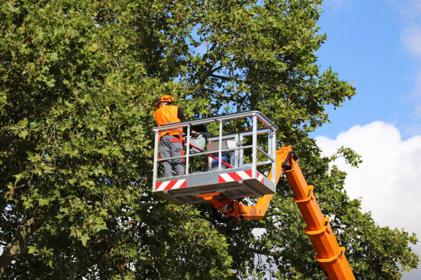 How Our Tree Care Process Works  in  Channel Islands Beach, CA