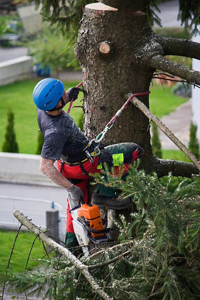 Professional  Tree Services in Channel Islands Beach, CA